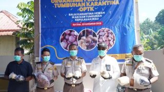 Karantina Kepri Memusnahkan Durian Asal Malaysia Tanpa Dokumen