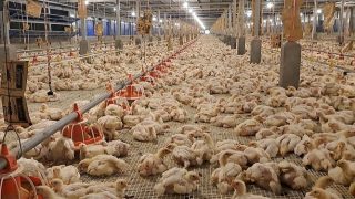 PT Indojaya Agrinusa Japfa Group Memasok 6 Ribu Ayam Per Hari buat Menjaga Stok di Pasar Rakyat