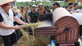Sehektare Lahan Ditanam Padi Gogo, Petani Sei Jeram Lancang Kuning Panen 4 Ton Gabah
