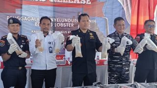 Diwarnai Aksi Kejar-kejaran, Bea Cukai Kepri Menggagalkan Penyelundupan Ratusan Ribu Benih Lobster