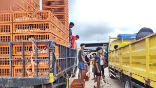 PT Japfa: Harga dan Pasokan Daging Ayam hingga Lebaran Idulfitri Aman