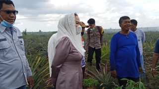 Natuna Siaga Satu Karhutla: Bupati Cen Sui Lan Sedih Lihat 50 Hektare Lahan dan Kebun Nanas Warga Hangus