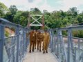 Iskandarsyah Meresmikan Jembatan Tok Kenot, Buka Keterisolasian di Kecamatan Belat
