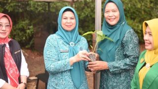 Antisipasi Inflasi Daerah, Hj Dewi Kumalasari Bagi-bagi Bibit Cabai di Bintan