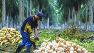 Dibuka 500 Hektare Kebun Kelapa, Cen Sui Lan: Petani Dibantu Rp2 Juta Per Hektare