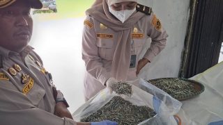 Karantina Kepri Menyertifikasi 9,2 Ton Ikan Teri Kering Asal Natuna Sebelum Dikirim ke Tanjungpinang