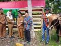 Cen Sui Lan Menyerahkan Sapi Limosin Bantuan Presiden RI kepada Warga Pulau Laut