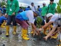 Peserta Mandiri Bintan Marathon Mewariskan Ratusan Bibit Mangrove di Bintan Resorts