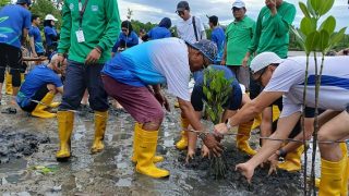 Peserta Mandiri Bintan Marathon Mewariskan Ratusan Bibit Mangrove di Bintan Resorts
