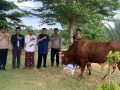 Kapolda Kepri Menyerahkan Hewan Kurban Sapi Berbobot 700 Kg kepada Pesantren Mambaus Sholihin 7 Bintan
