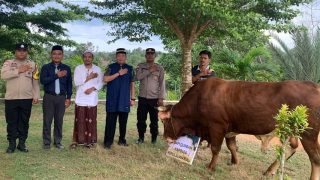 Kapolda Kepri Menyerahkan Hewan Kurban Sapi Berbobot 700 Kg kepada Pesantren Mambaus Sholihin 7 Bintan