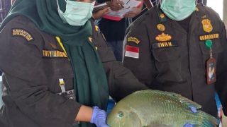 Karantina Kepri Cek Kesehatan Belasan Ribu Ikan Asal Natuna Senilai Rp1,2 Miliar Sebelum Diekspor ke Hongkong