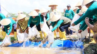 Persawahan Irigasi Bintan Buyu Jadi Percontohan Pengembangan Pertanian Berkelanjutan