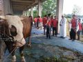 Pemko Tanjungpinang Menyalurkan 54 Ekor Hewan Kurban, Presiden RI Bantu Sapi Berbobot 1,04 Ton