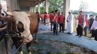 Pemko Tanjungpinang Menyalurkan 54 Ekor Hewan Kurban, Presiden RI Bantu Sapi Berbobot 1,04 Ton