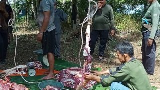 Tak Cuma Berkurban Sapi, H Raja Mustakim Mensponsori Lomba Takbir dan Pawai Obor